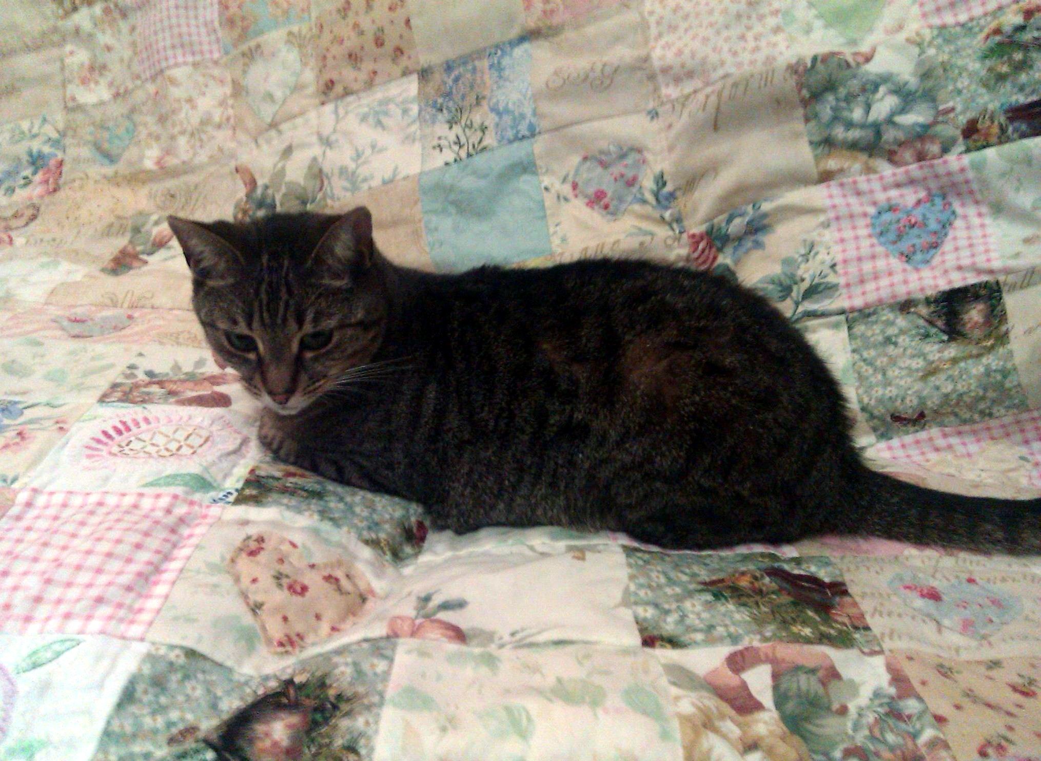 Millie inspecting the quilt!